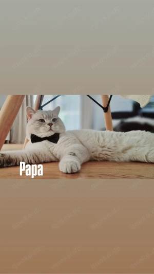 BKH Blue Point & Silver Shaded Bild 2