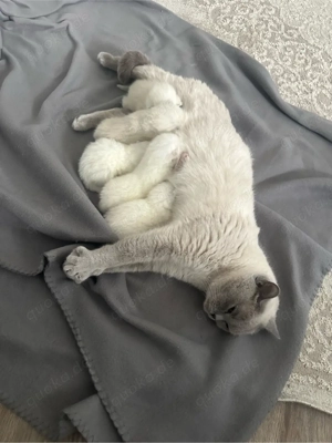 BKH Blue Point & Silver Shaded Bild 4