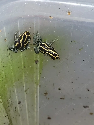 Variabilis Franz.guyana 