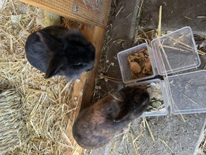 Zwergkaninchen Pärchen