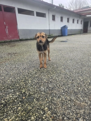 Wer verliebt sich in diese süße Hündin und gibt Vivy die Chance auf ein Leben im eigenen Zuhause? Bild 2