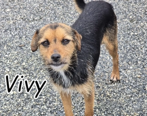 Wer verliebt sich in diese süße Hündin und gibt Vivy die Chance auf ein Leben im eigenen Zuhause?