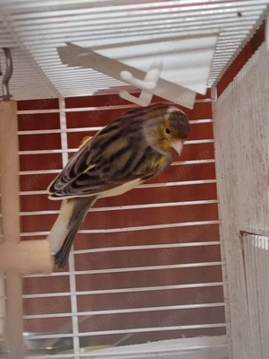 ein Pärchen Kanarienvögel zu verkaufen 