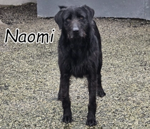 Wer schenkt dieser schönen, freundlichen Hündin die Chance auf ein liebevolles Zuhause?