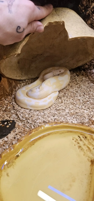 königspython  Bild 2