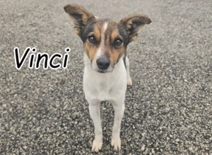 Wer möchte diesem süßen Hundejungen mit den unverwechselbaren Ohren ein eigenes Zuhause geben?