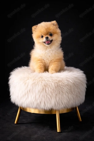 Pomeranian Hündin Nelly 10 monate jung sucht ein neues Zuhause