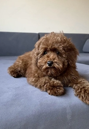 toy pudel rüde 21 cm-1 jahr alt 