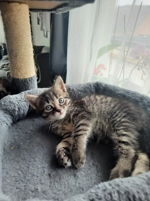 Verkaufe babykatze,  katzenbabys 