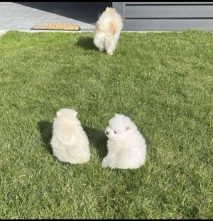 Zwei süße Rüden suchen ein liebevolles Zuhause