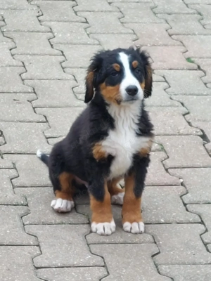 Bernersennen Beagle Mixwelpen