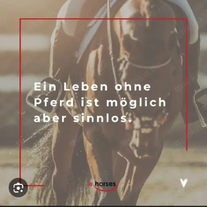 Suche Reitbeteiligung (RsP)