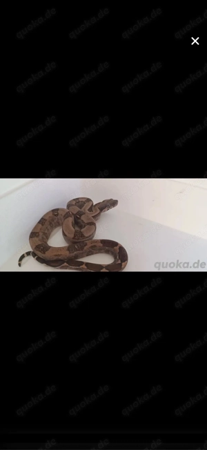 Boa constrictor imperator 2.1