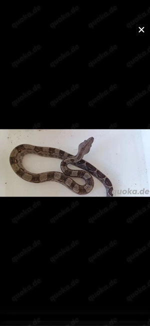 Boa constrictor imperator 2.1