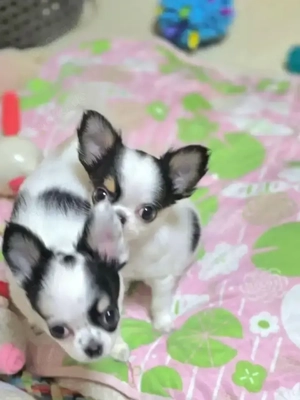 Sozialisierte Chihuahua-Welpen 