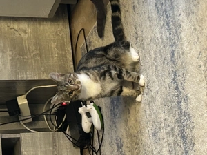 Katzen Princessin sucht ihr zuhause 