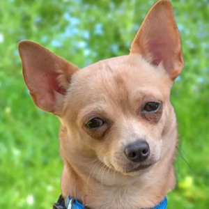 Madita - 10 Monate - Chihuahua - Tierhilfe Franken e.V.