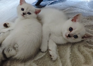 BKH Kitten suchen eine neue Familie