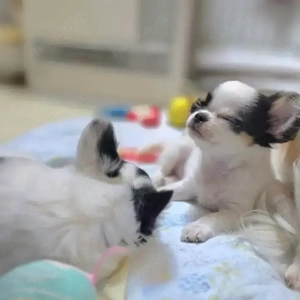 Bezaubernde Chihuahua-Welpen verfügbar 