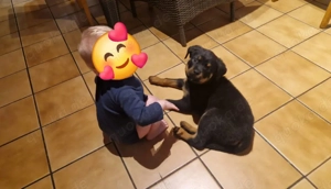 Süße Rottweiler Hündin Welpe
