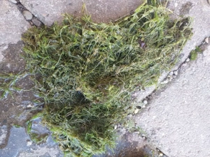 Armleuchteralgen für Teich.Algen vorbeugend!!