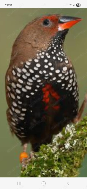 Suche Gemalte Astrilde Henne 