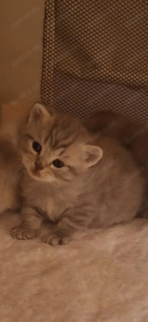 Wunderschöne BKH-Kitten suchen ein liebevolles Zuhause ab dem 28.4.26