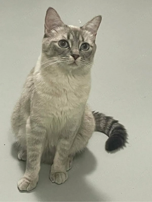 Zwei liebe Katzen (Kater & Katze) zusammen zu verkaufen   