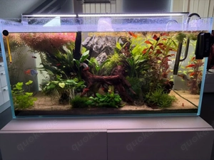 Aquarienpflanzen Set