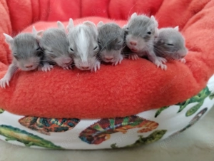 Super süßer Degu Nachwuchs:Sonderfarben:Lilac-,Schoko-Schecken suchen demnächst Heugeber!