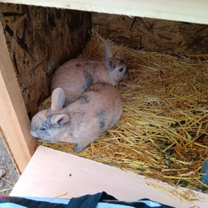 Zwergkaninchen Böckchen 