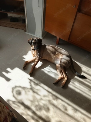 su che fur mein grose hund pflegestelle ab 24 .3.2026