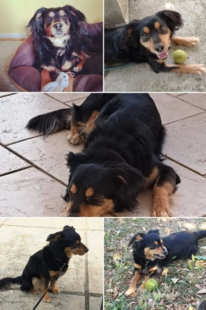 Hund sucht neues Zuhause