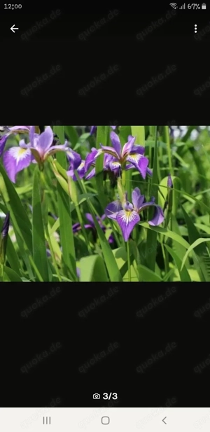 Sumpfschwertlilie für Teich!