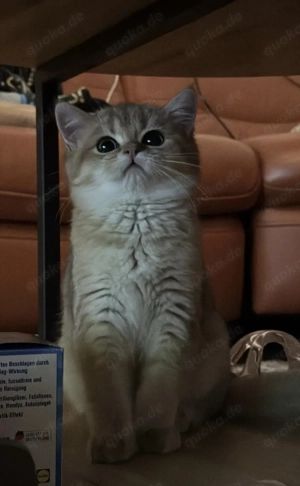 Bkh golden shaded chinchilla 