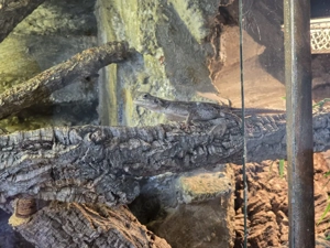 Siedleragame Agama agama