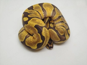 Python regius Enchi