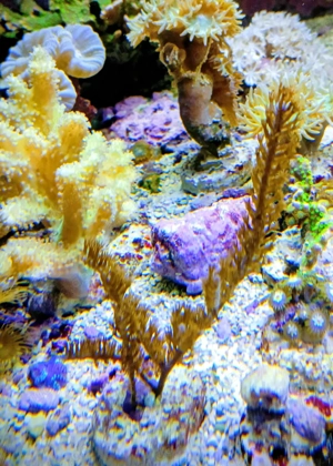 Korallenableger -  Hornkoralle Pseudopterogorgia americana 