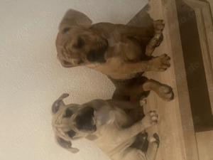 Amer. Bulldogge Welpen verkaufen 2000 Euro