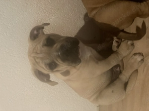 Alternative Bulldoge Welpen zum verkaufen Bild 10