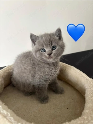 Britischen kurzhaar Baby Katzen