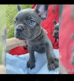  Zuckersüße Französische Bulldoggen Welpen mit Ahnentafel