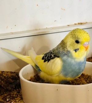 Nestjunge Wellensitche abzugeben