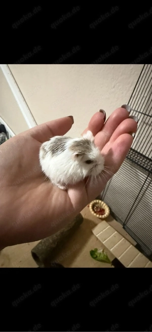 Roborowski Zwerghamster 