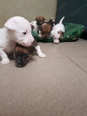 Jack Russel Welpen 