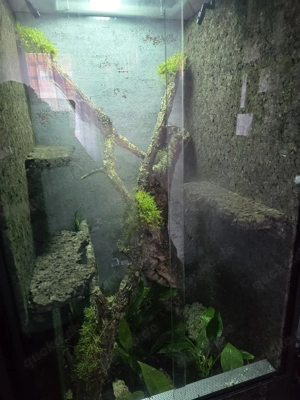 Hoch Terrarium mit Kronengecko Pärchen