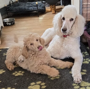 Grosspudelwelpen aus deutscher Zucht