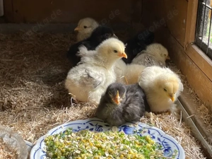 BE (Bruteier) von reinrassigen Zwerg-Cochin in verschiedenen Farbschlägen HOBBY