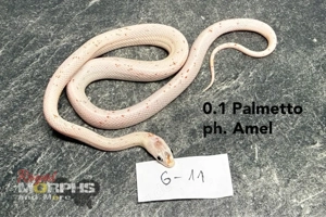 Kornnattern NZ 2025 - Anery Palmetto, Red Factor Mimosa Ghost Bild 2