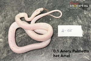 Kornnattern NZ 2025 und älter - Palmetto, Red Factor Mimosa Ghost